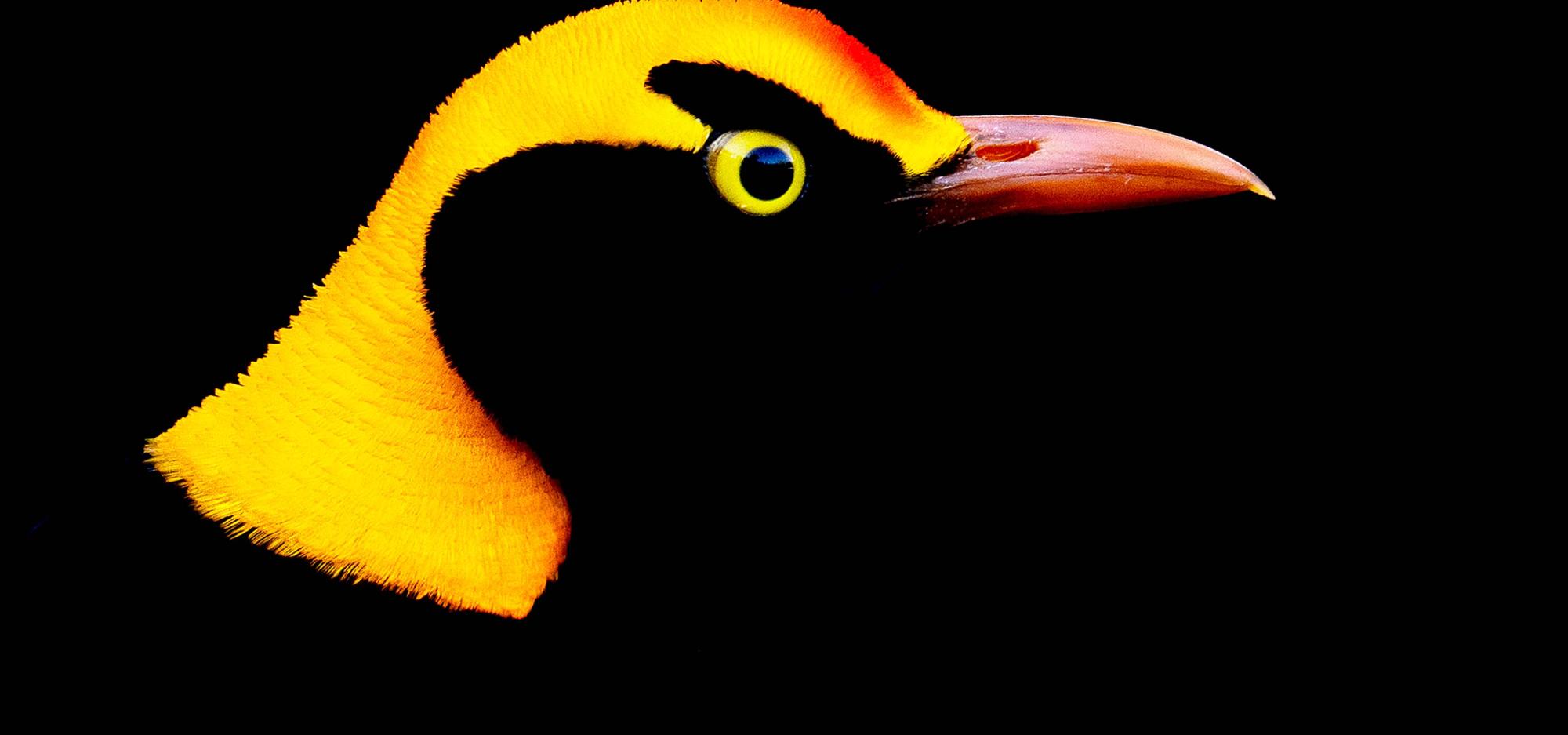 Australian Geographic Nature Photographer of the Year Western Australian Museum